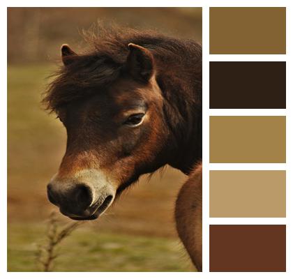 Horse Pony Exmoor National Park Image